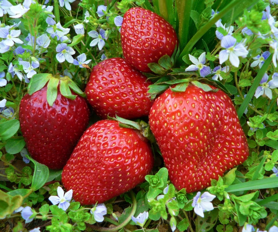 Клубника обои