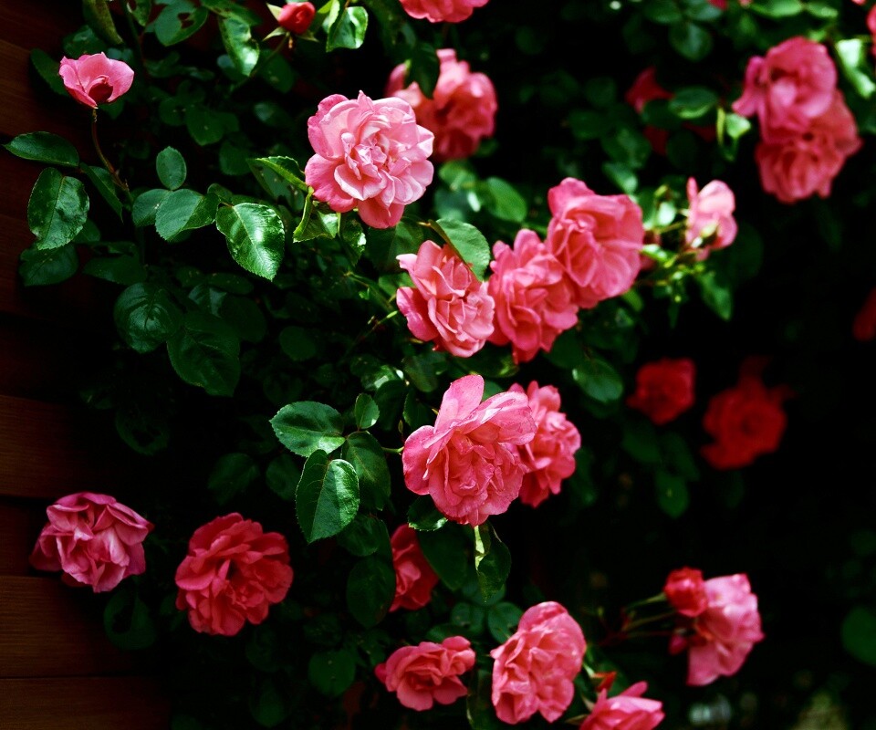 Розовый куст обои