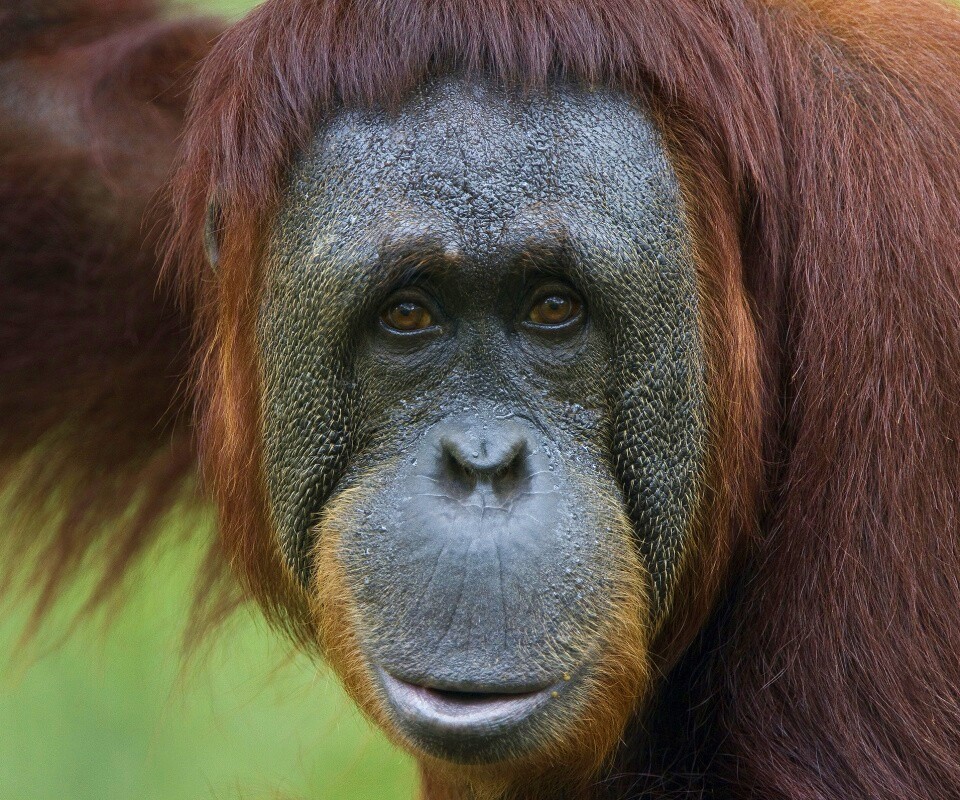 Орангутан обои