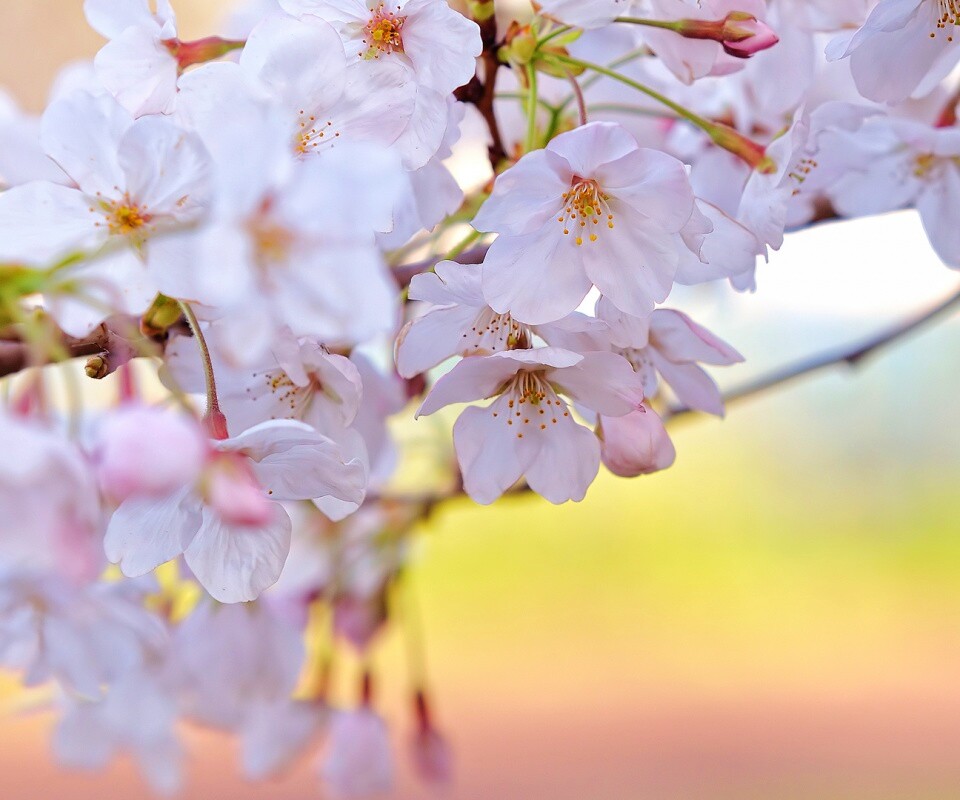 Цветение вишни обои