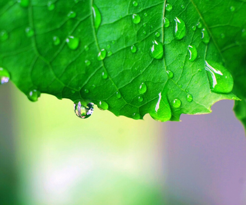 Роса на листе в макро обои