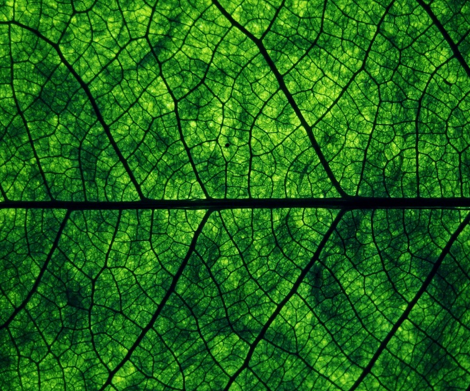 Свечение зеленого листа в макро обои