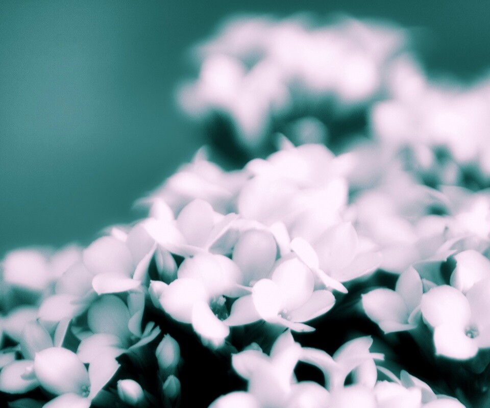 Белоснежные цветочки обои