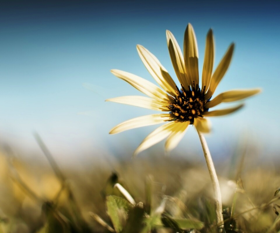 Летний цветок на солнце обои