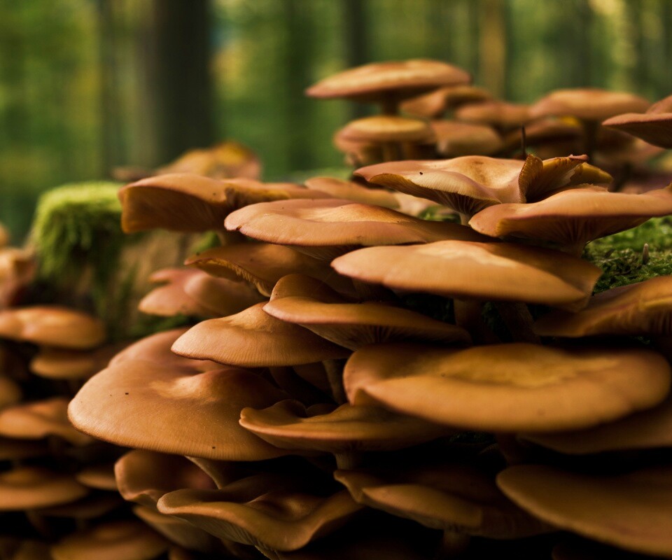 Лесные грибы на пне обои