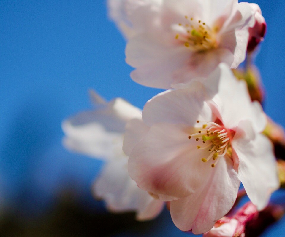 Нежные белые цветы обои