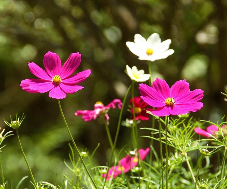 Белые и розовые цветочки обои