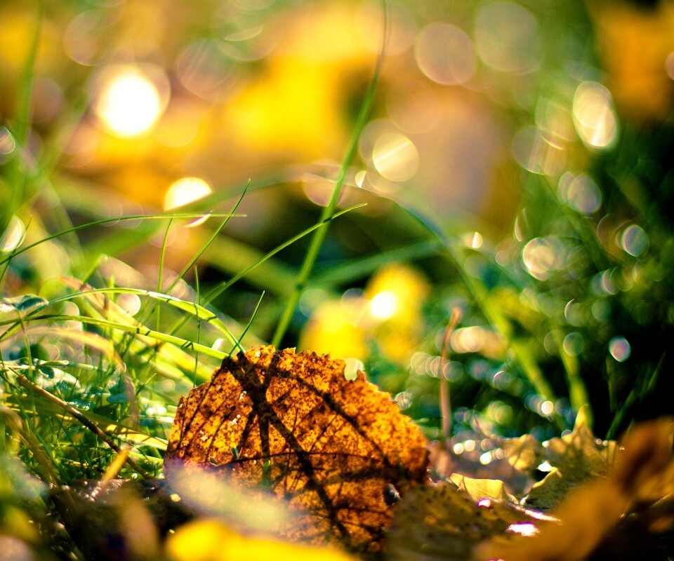 Опавший лист в траве обои