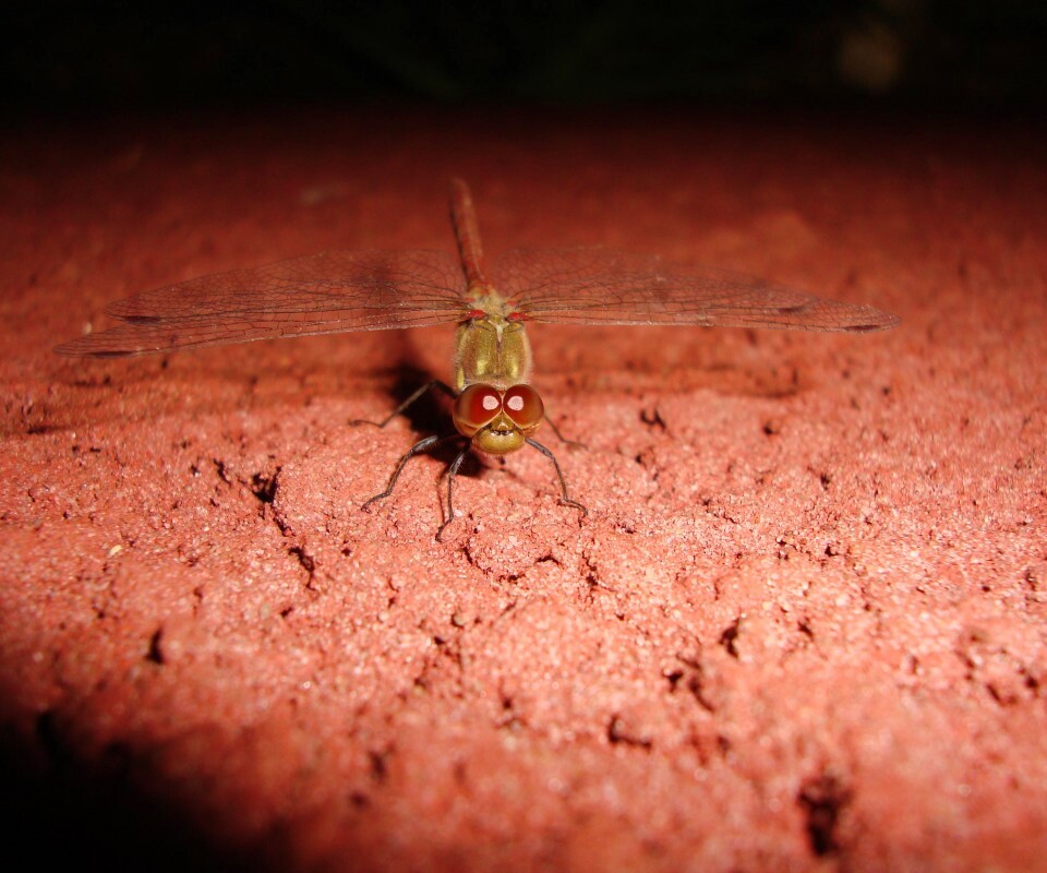 Стрекоза обои