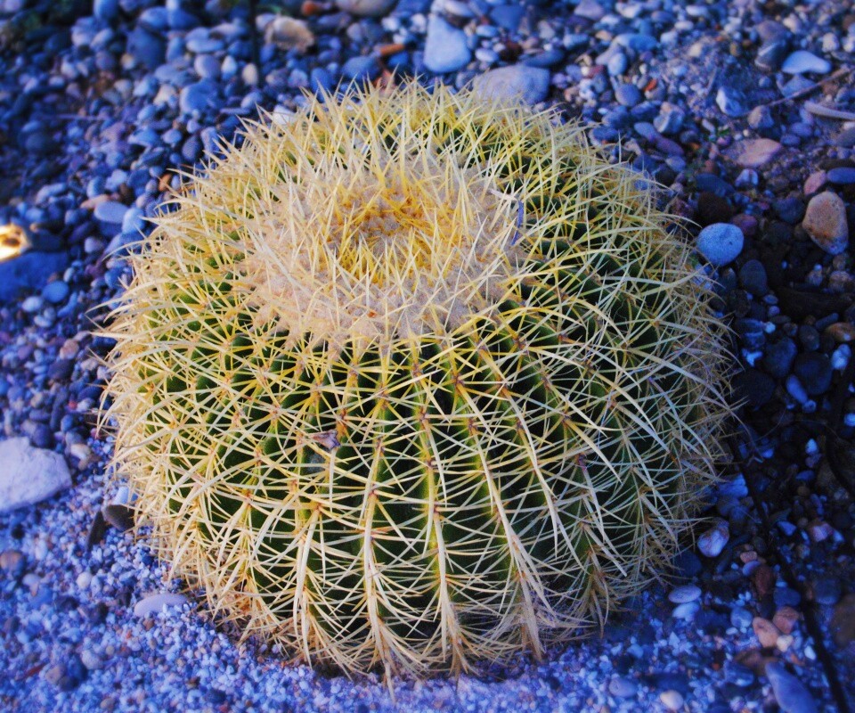 Круглый кактус обои