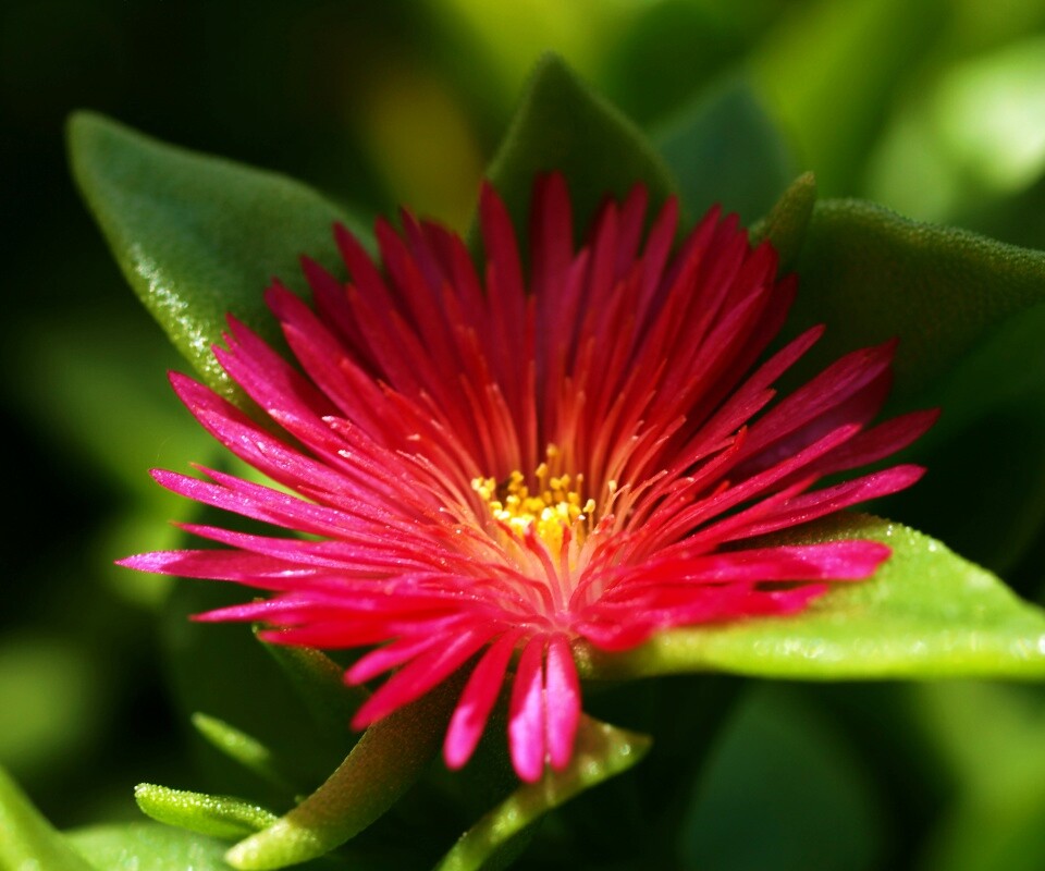 Чудесный цветок обои