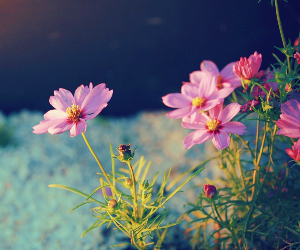 Полевой цветок обои