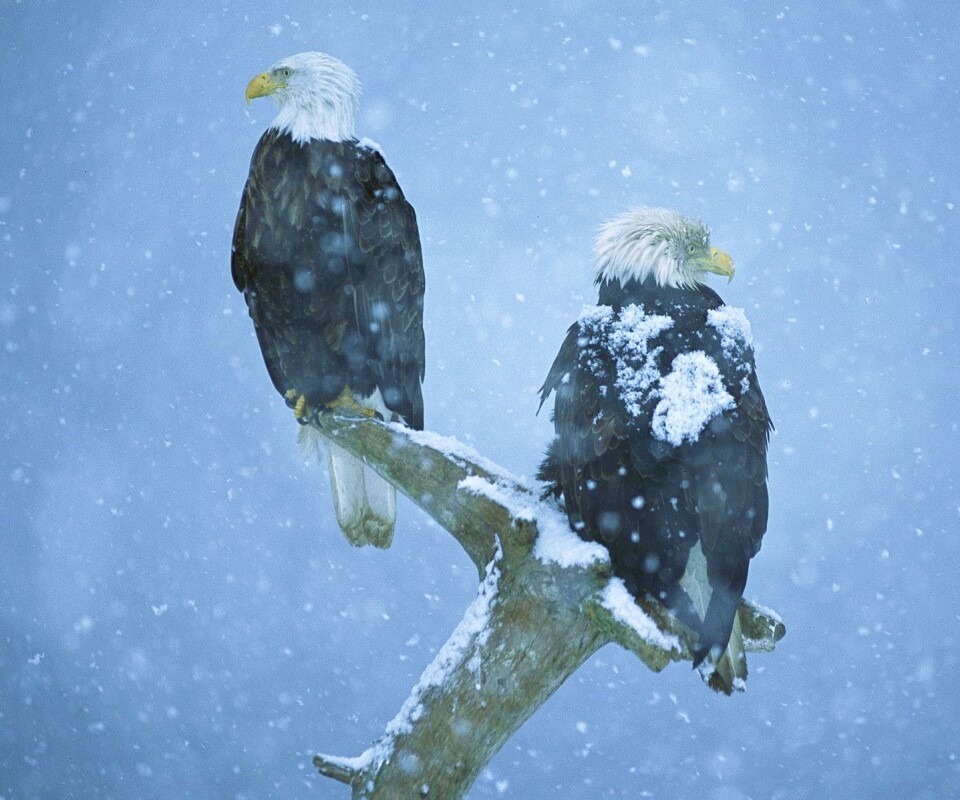 Орлы на ветке в снегопад обои