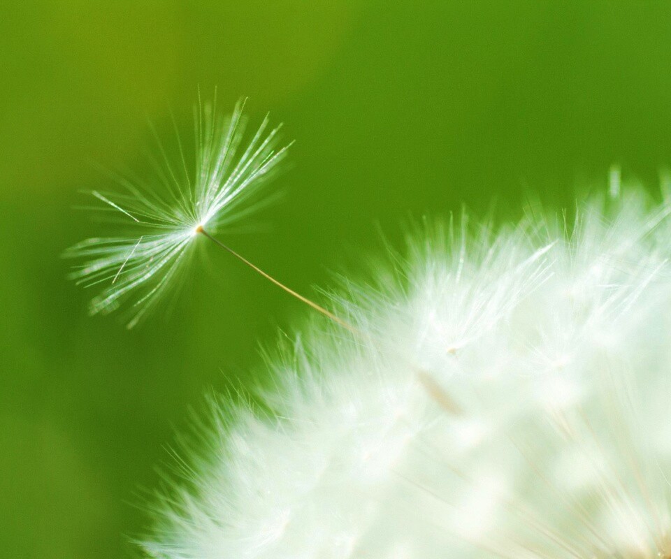 Пушинка одуванчика обои