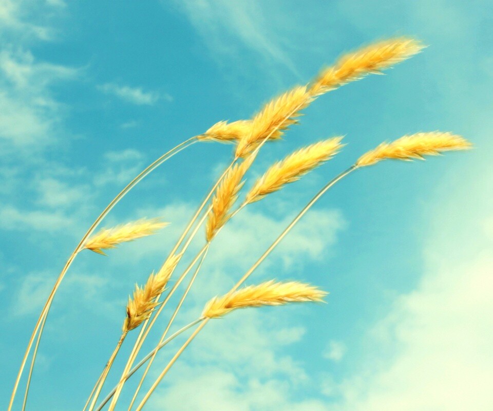 Колосья обои