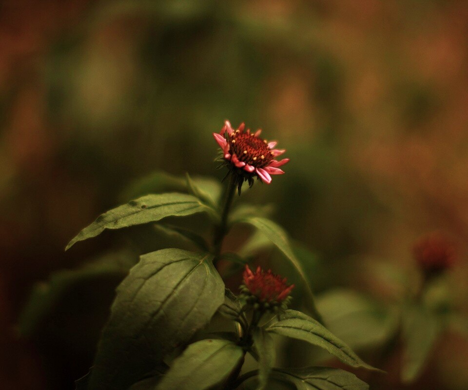 Фотография цветка обои