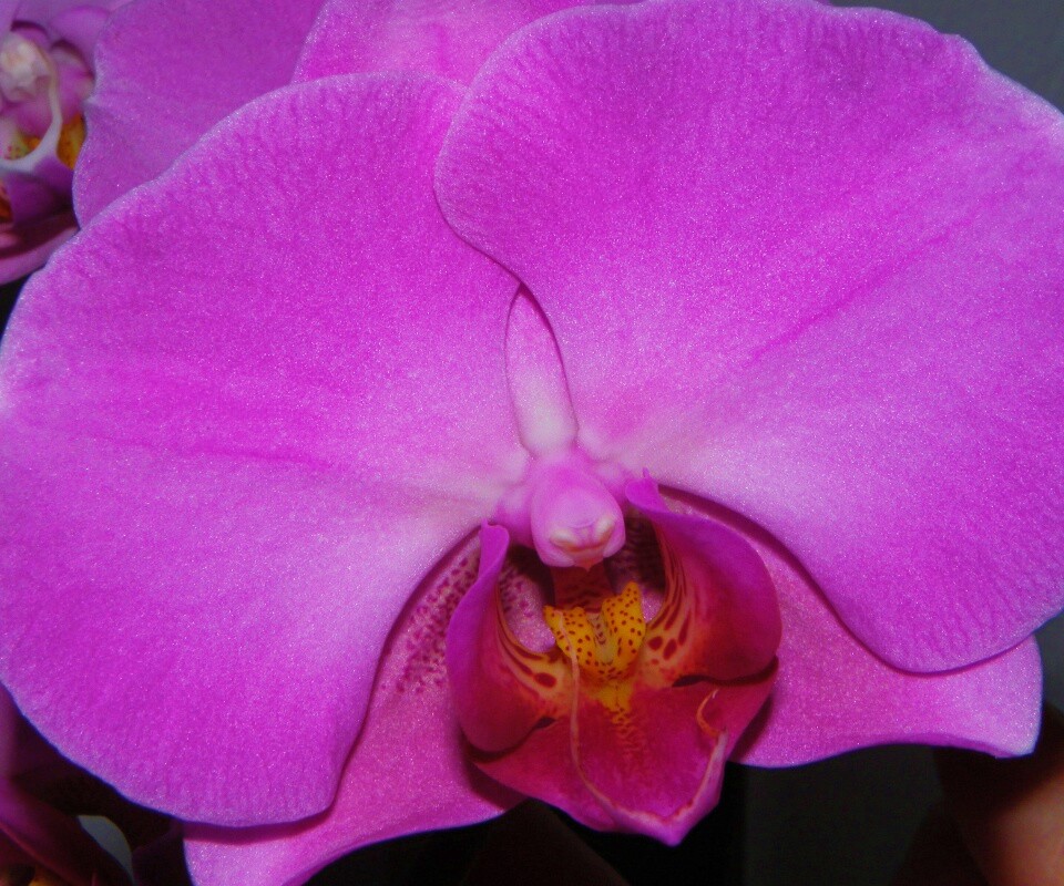 Фиолетовая орхидея обои