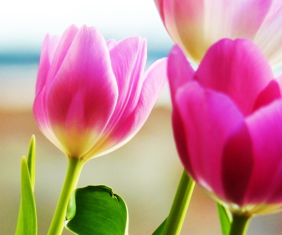 Тюльпаны обои