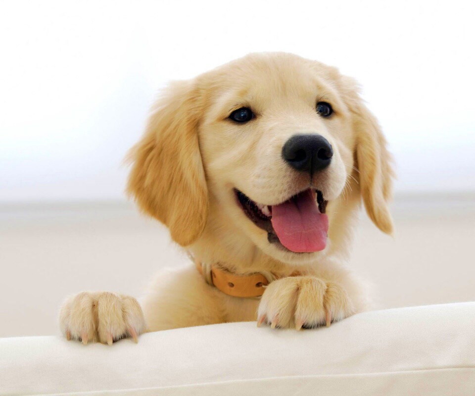 Щенок голден ретривера обои
