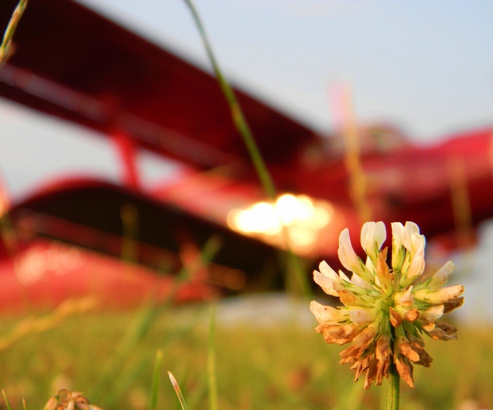 Цветок и красный самолет обои