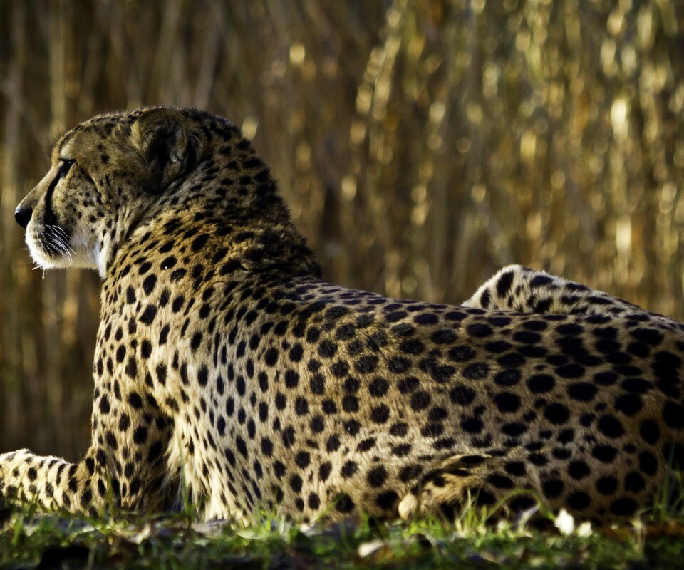 Гепард обои