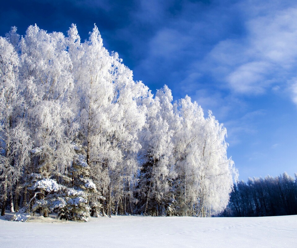 Заснеженные деревья обои
