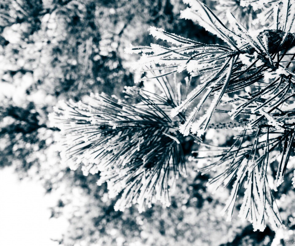 Хвойная ветка обои