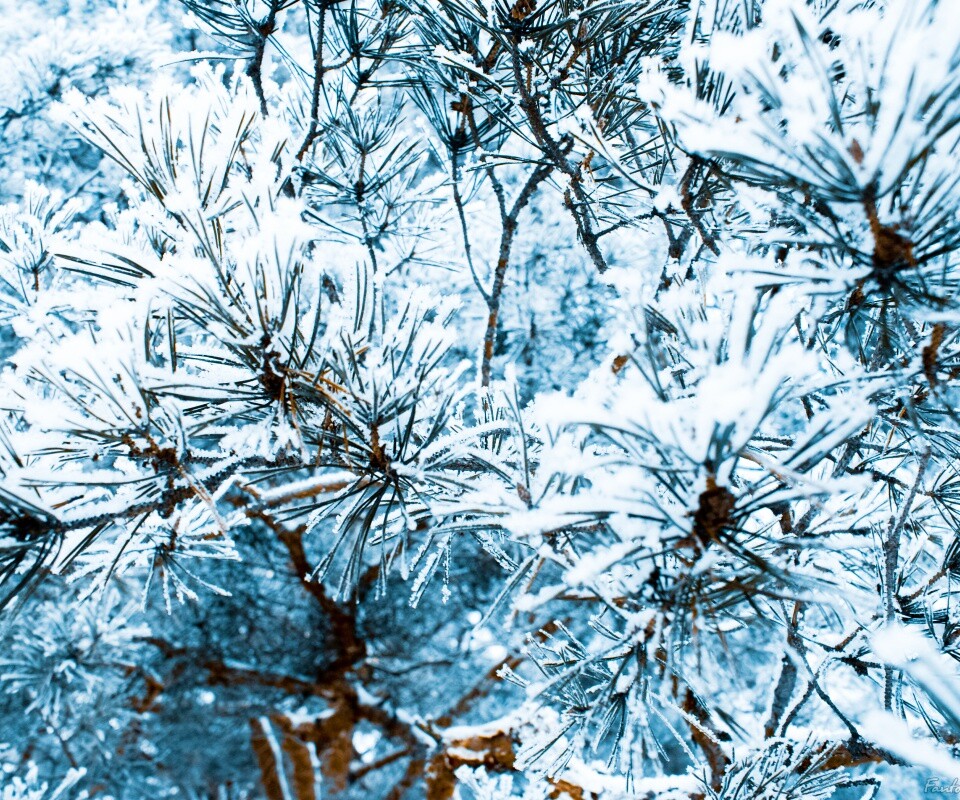 Фото сосны обои