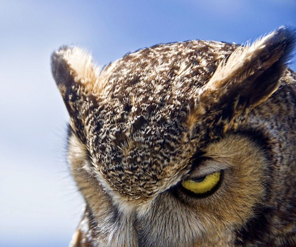 Злая сова обои