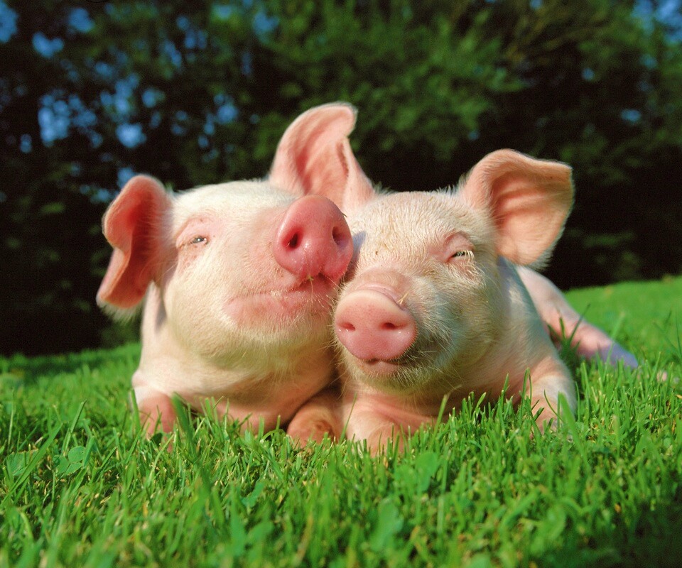 Два поросёнка обои