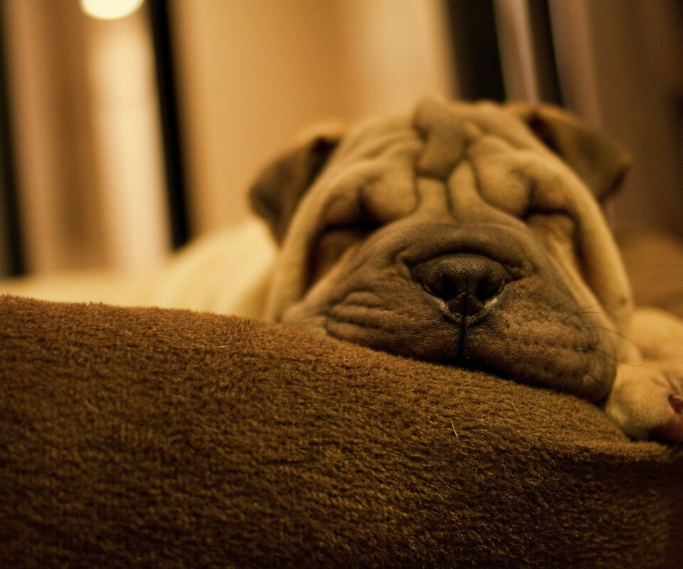 Щенок шарпея спит обои