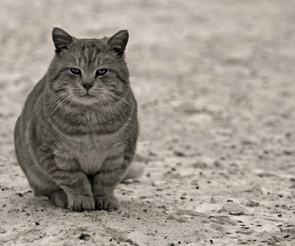 Тяжелый взгляд котэ обои