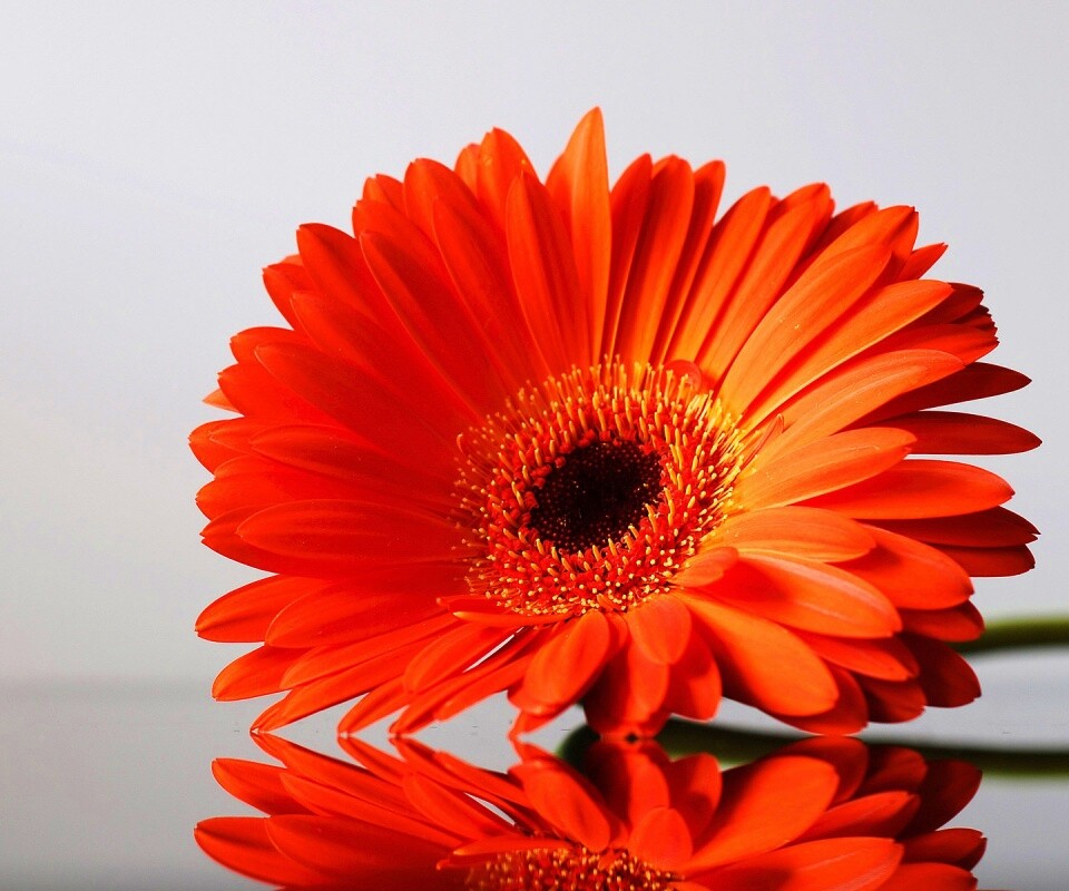 Гербер на стекле обои