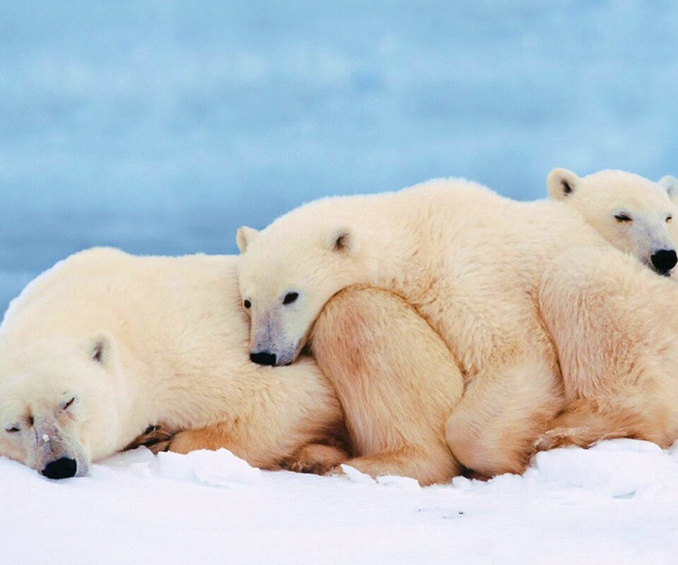Белые мишки спят обои