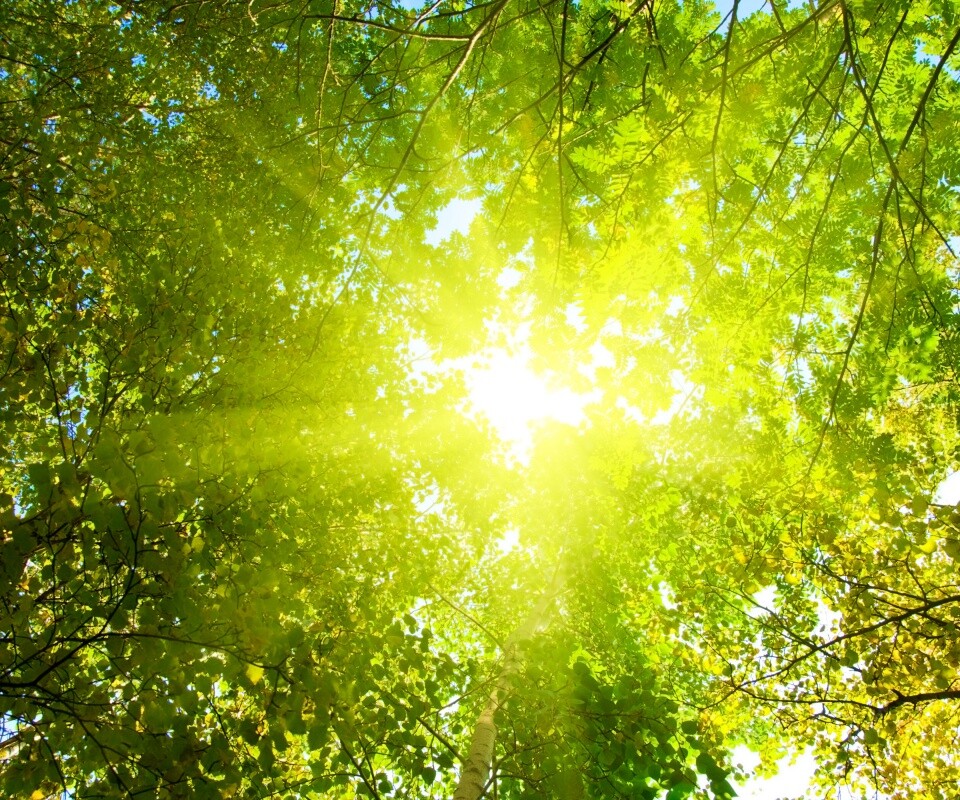 Яркий зеленоватый свет пробивающийся сквозь листву обои