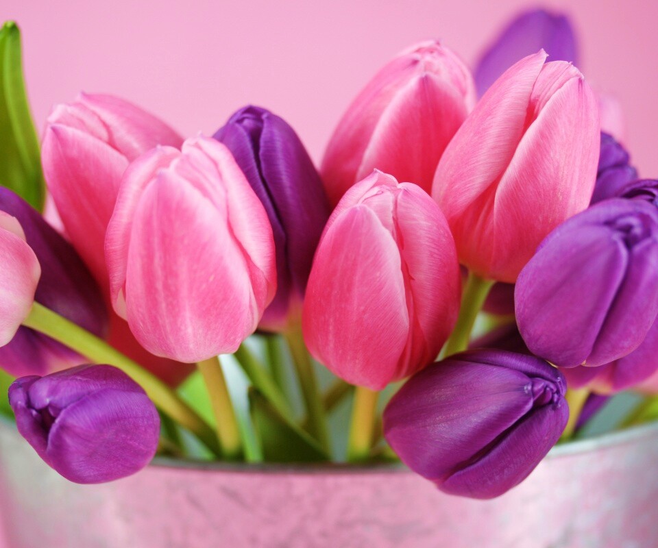 Розовые и фиолетовые тюльпаны обои