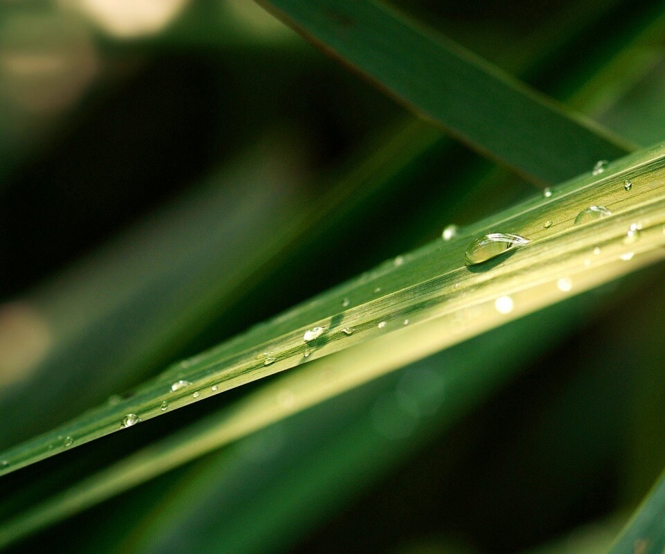 Капли росы на листе обои