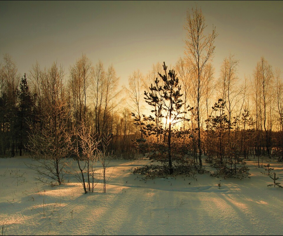 Зимний лес обои
