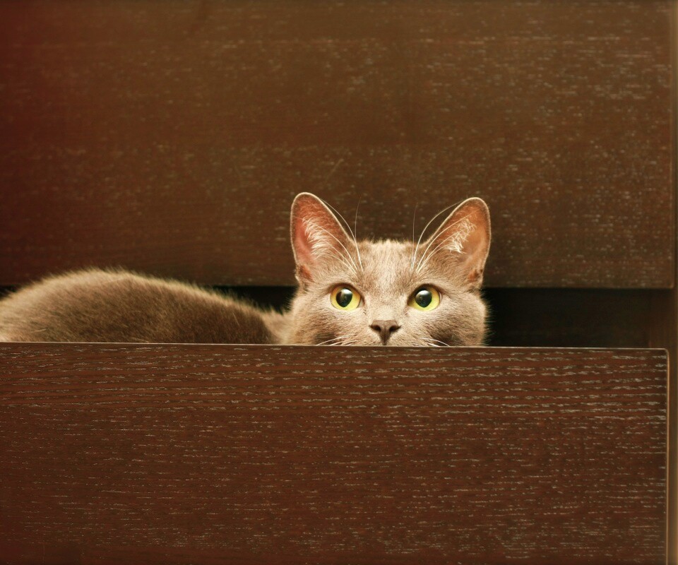 Кот в ящике комода обои