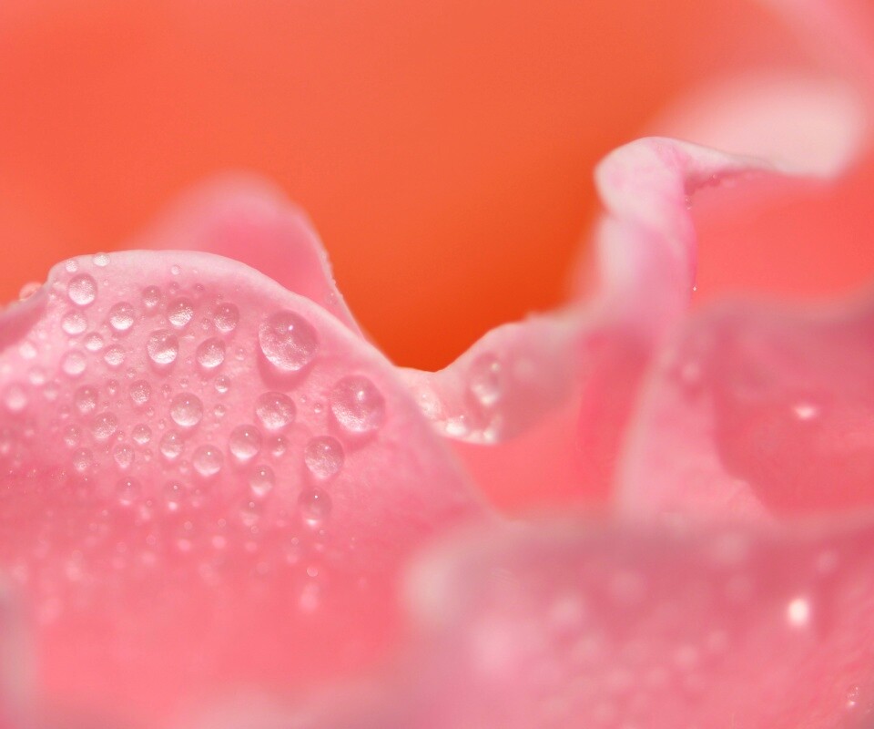 Нежность лепестков обои