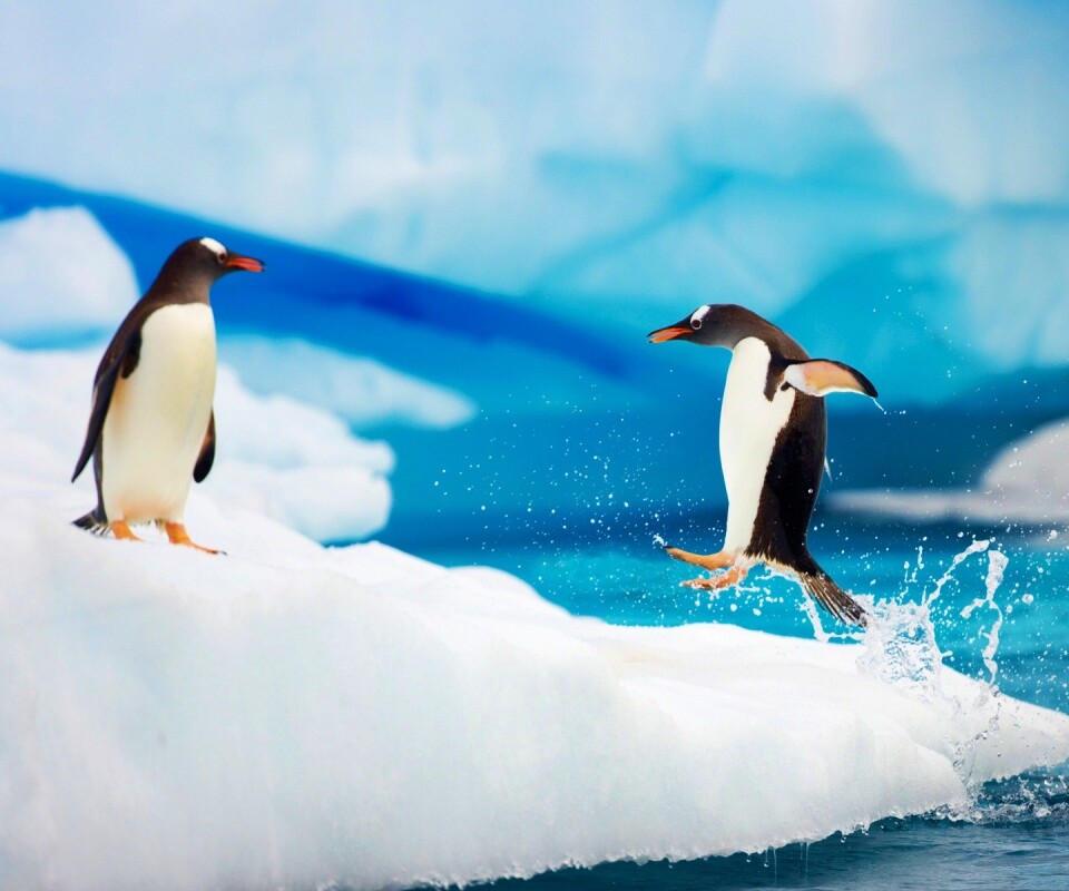 Пигвин запрыгивает на льдину обои