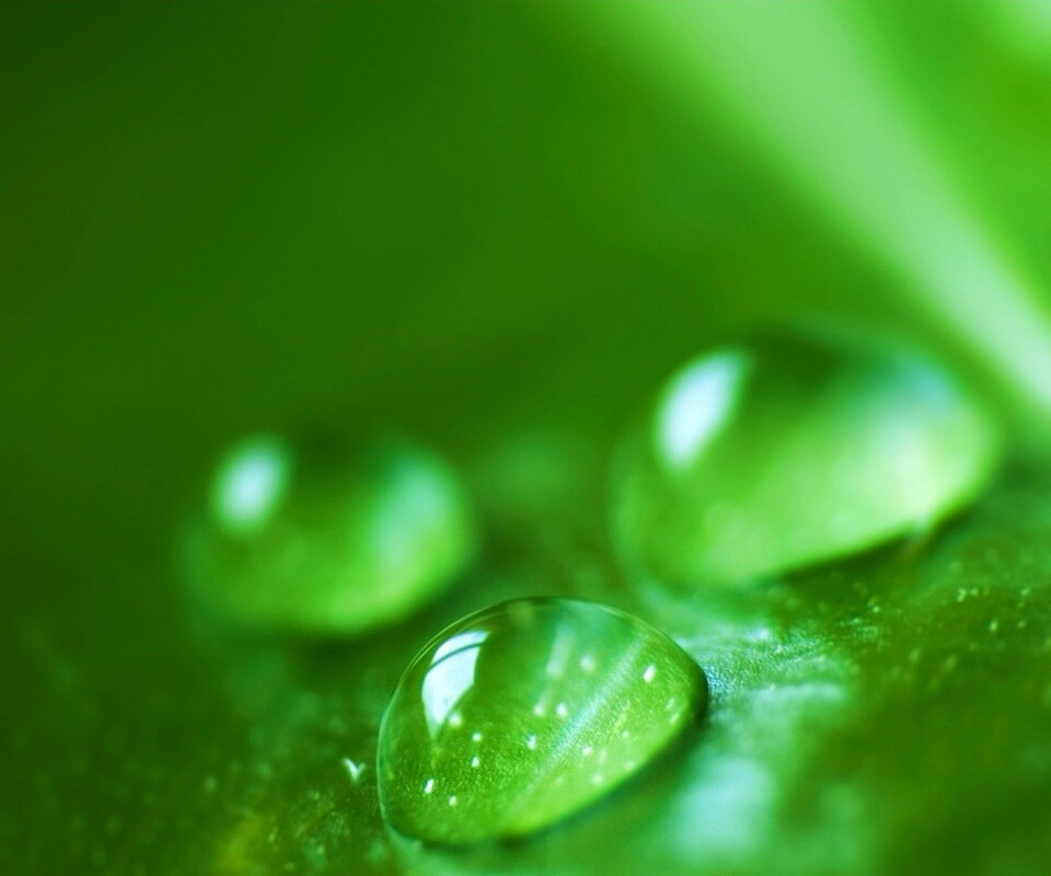 Зеленые капли росы обои