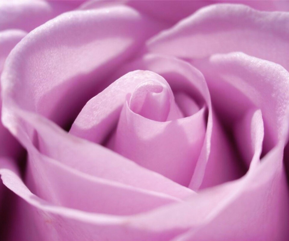 Фиолетовая роза макро обои