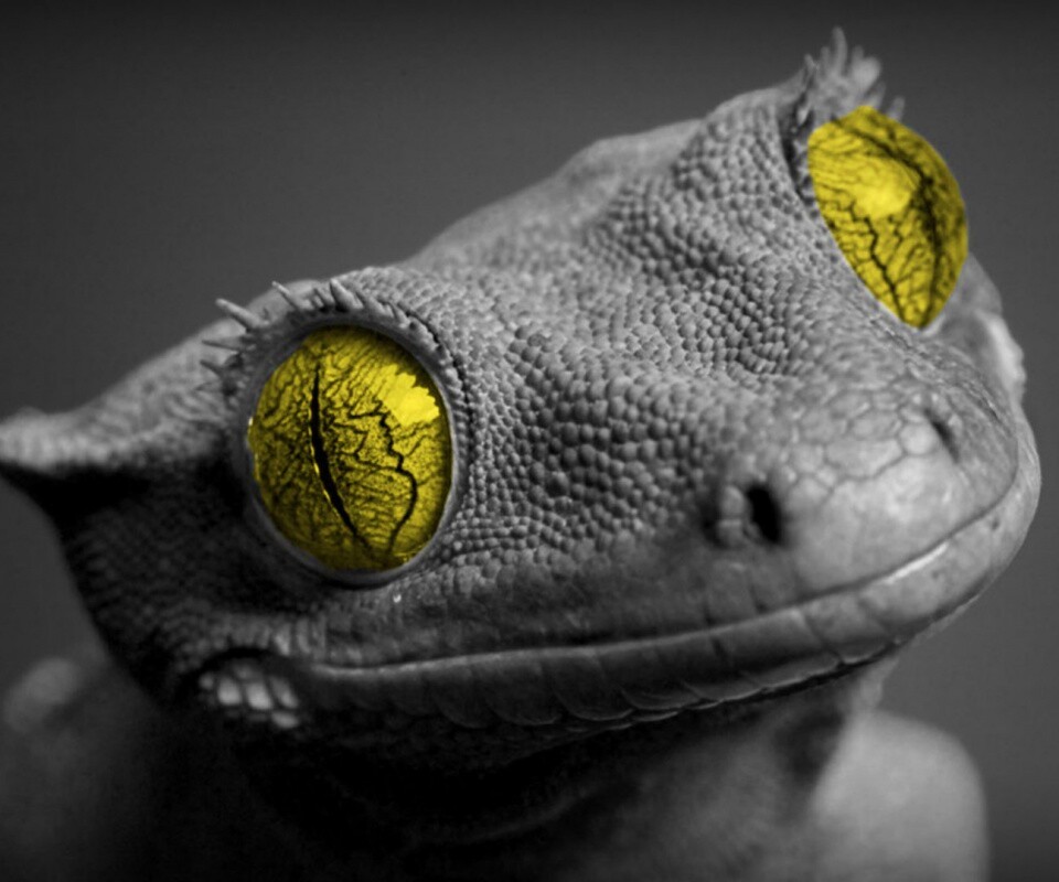 Ящерка обои