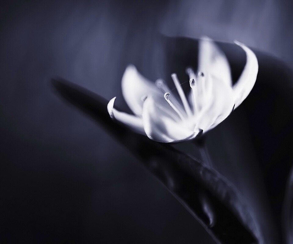 Белый цветок обои