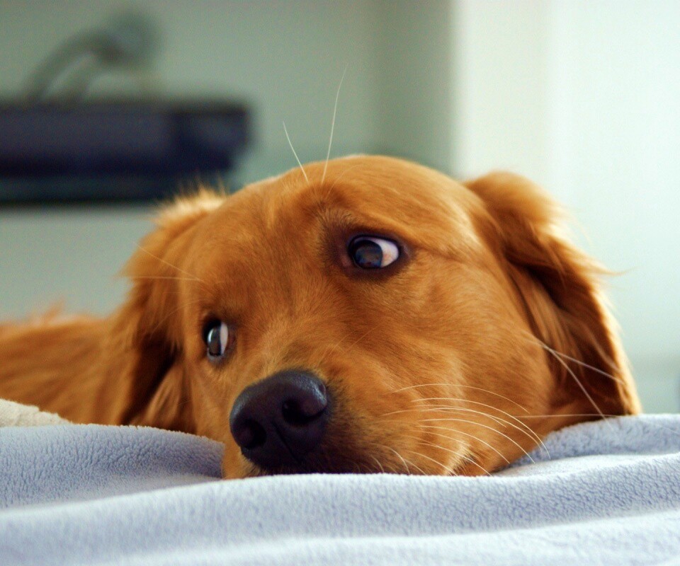 Лабрадор-ретривер обои