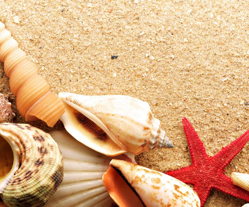 Морские раковины и звезды обои