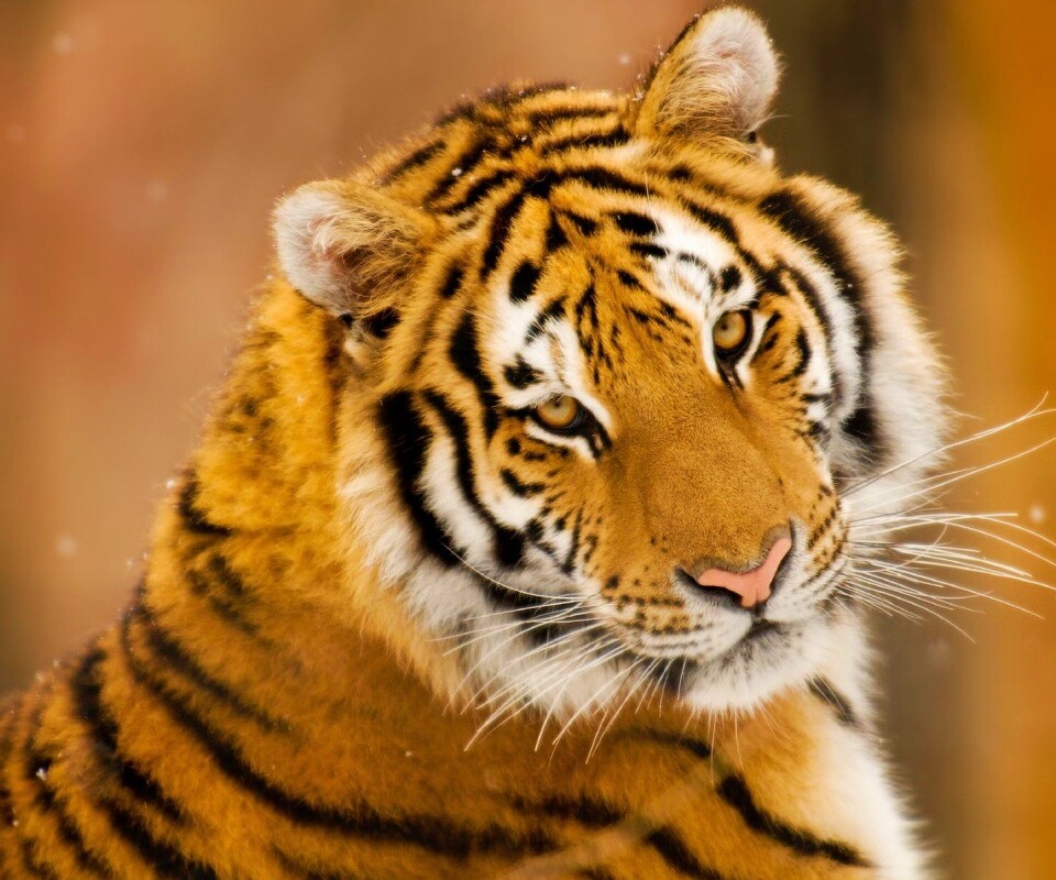 Тигр оборачивается обои