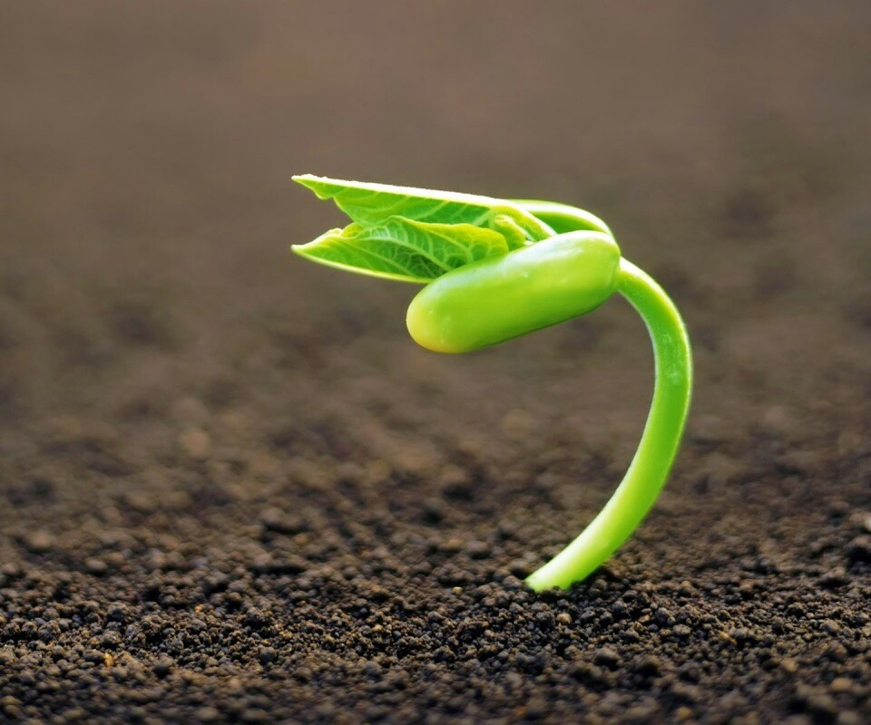 Макро фото зелёного росточка обои