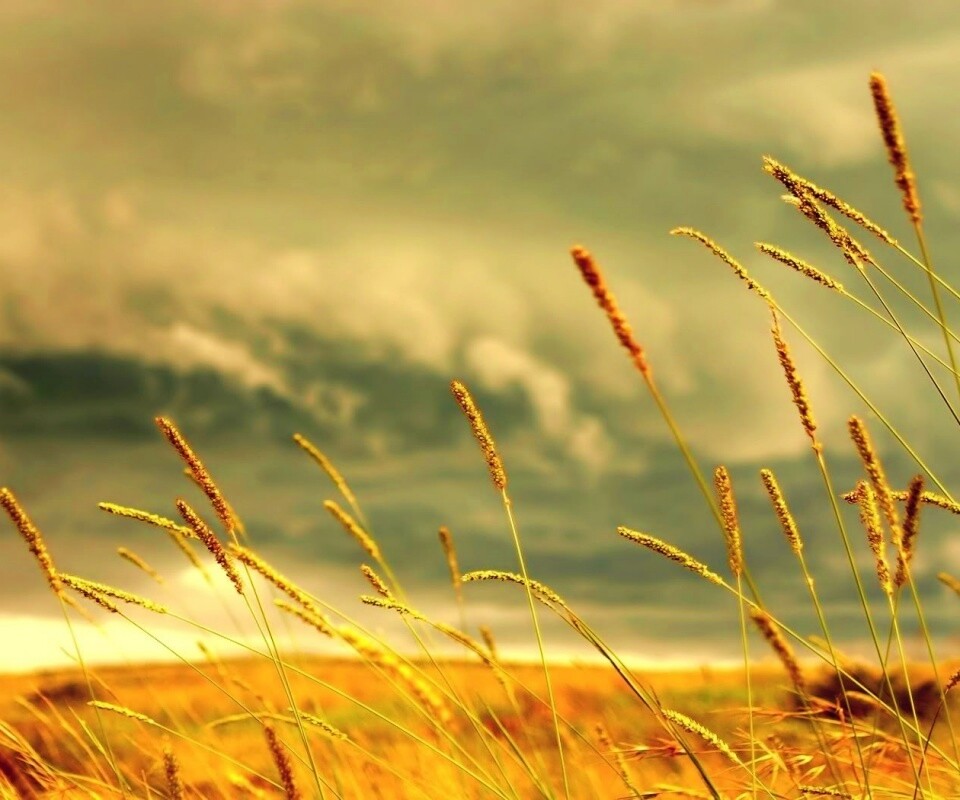 Золотистое поле обои